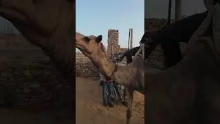 7$ CAMEL RIDE IN INDIA 🇮🇳 #india #travel #travelvlog #indiatravel #funny #rajasthan #pushkar #vlog