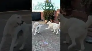 Is the Alabai a Good Family Dog? 🐕🔥 The Wolf-Fighting Guardian Explained #dogshorts