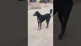 #youtubeshorts #trending #kutah vhohu #trending🐕🐕🐕🐕