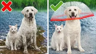 Fix Wet Paws or Just Play! 🐾💥 Fun Life Hacks for Happy Pets by 123GO!