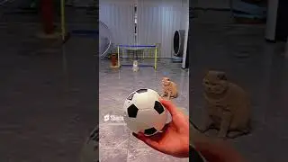 talented cats#short video #funny #catadventures
