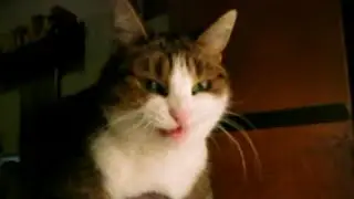 Ruusu Shakes Head in Slow Motion