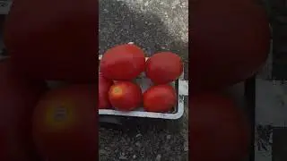 #tractor toy loading tomatoes 🍅 🍅🍅#youtube #youtubeshorts