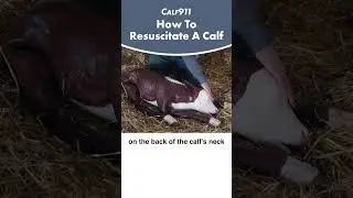 Calf resuscitation techniques #calving #beefcattle #calf911