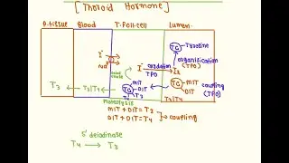 Thyroid hormone and calcitonin | USMLE Step 1 & NRE-1 | First Aid Explained by Dr Hidayat|part7