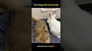 Cute animals #funnyanimals #healing #shorts