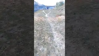 🫣🕊️😃#viral #video #k #love #share #kabootar #pigeon #new #s #subscribe #shorts #share 😱😱