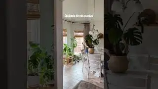 Ухаживаю за своими растениями 🍃🏡 #любительрастений #растениядляинтерьера #латиноамериканцыСША #де...