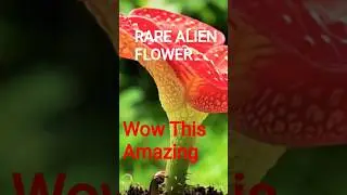 Incredible Rare Flower Blooming | Exotic Alien-Like Plant Transformation in 4K #natureshorts