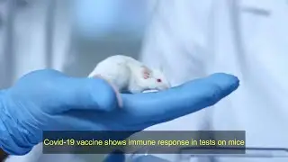 Coronavirus vaccine latest|Vaccine shows immune response in tests on mice|US Scientists