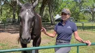 Linda Parelli Connection with your horse ,Sequence 01