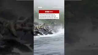 Sea lions dive into sea as earthquake hits Russia. #Russia #Earthquake #BBCNews