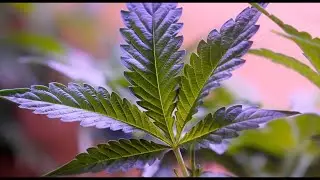 New ballot initiative aims to restrict recreational use cannabis policies