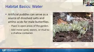 Fluttering Flowers: Gardening for Butterflies