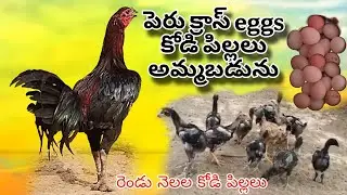 #KVR BREEDES#thanks to all#bhimavaram chicks#peru cross chicks#patta punjulu#birds#chicken#viral