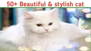 50+ beautiful &stylish cat December 16, 2022 #beautifulcats #stylishcat