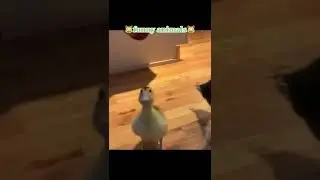 Funny Vidz (Funny Animals)