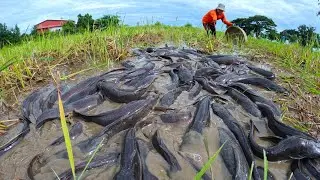 amazing fishing - catching a lot of fish at rice field by hand a fisherman skill