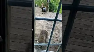 Two Teddy Bears at the door, Peanut Butter Club