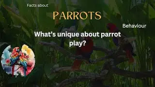 Parrot Fact 40 - What&rsquo;s unique about parrot play?