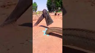 Best Creative Underground Snake trap Using PVC & Axe  #snake #animaltrap #wildlife #trapping #animal