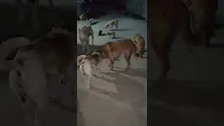 😊😊big family 😊😊#narayan #cutedog #dog #dogs #dogshorts #doglife #dogvideos #doglove #animals