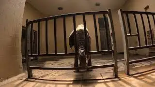 Elephant throwing hay and sawdust on it's back with his/her trunk very nice
