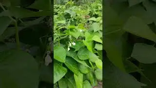 ii maharagwe ni gani? inazaa kuzaa na si rosecoco #beans