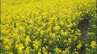 শরীষা ফুলে ভূতের আড্ডা। @Natureba