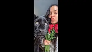 Смешные моменты из жизни черного леопардёнка Луны на прошедшей неделе
