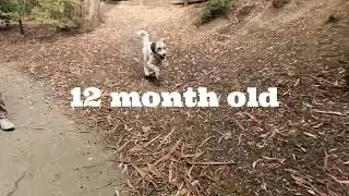 [4 - 13 month old] Pyredoodle Puppy Oakie's Leash Training & Dog Park