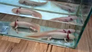 Ouă Axolotl: recoltare, transport, instalare, eclozare, primii pui