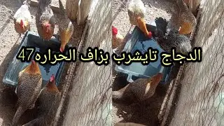 #الحراره #فمراكش #مرتفعه #والدجاج #الفيومي #يتكيف مع #الأجواء ولاكن #الماء #النظيف #ضروري باش #يقاوم