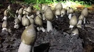 Nấm Mối Rừng Mọc Từ Thiên Nhiên, Hái Nấm Rừng Nhổ Nấm Mối Rừng
