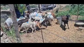 Sheep Go CRAZY for Leucaena + Pumpkin Paradise Dam Expansion