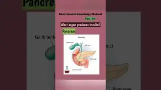 Pancreas@FreeMedicalEducation-ld3sf#medical#nursing#viralshortsvideo#Viral#youtubeviralshorts#Mbbs