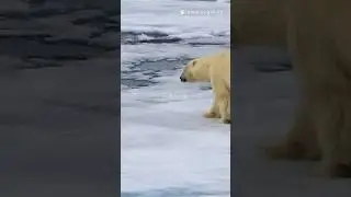 Polar bear life #wildanimals #skills #shorts #editing