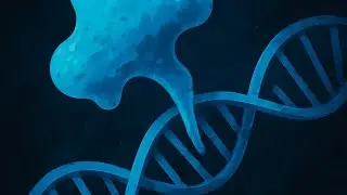 Low overlap of transcription factor DNA binding and regulatory targets