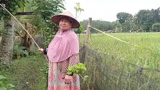BELUM KAWIN JANGAN TONTON🙅 PENELUSURAN DESA TERPENCIL RUMAH KAMPUNG PEDALAMAN WILAYAH JAWA TENGAH