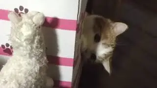 ゆずにゃん君とアルパカちゃん①