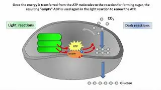 3.6 Phototsynthesis 2: The dark reactions and sugar synthesis - Understanding Plants - Part II: