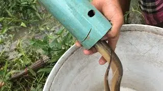 KH kaksekor  Fishing Eel // Fishing Eels with Container