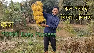 মাত্ৰ 3 দিনত কল পকালো||Banana ripening easy process||How to Ripe Bananas without using  chemical|