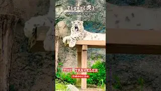 #japan #zoo #animals #creator #srilanka #tiger #viral #japanvlog #japantravel #fpy #japanese #shorts