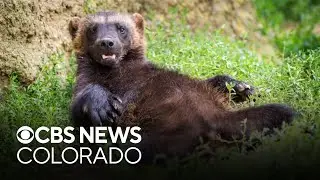 Colorado Parks and Wildlife considers plans to reintroduce wolverines