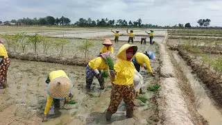 THE LEGENDARY RICE PLANTING WITHOUT A NAME