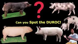  How to Identify Pure Duroc, Landrace & Large White Pigs in Nigeria (No More 419 Breeds!)