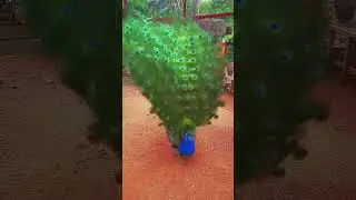 Lovely peacock opening feathers
