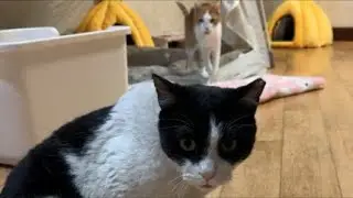 조팔오 그만 울어라😂happy cat house🏠❤️😸