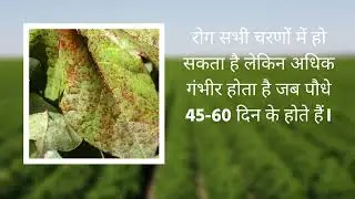 कपास की खेती में Alternaria leaf spot की जानकारी